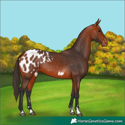 Horse Color:Bay Appaloosa 