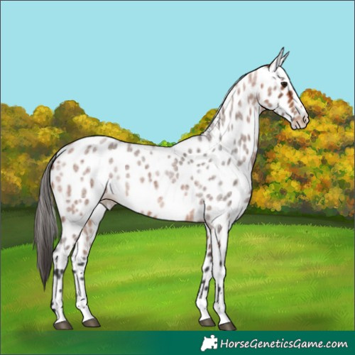 Horse Color:Bay Roan Appaloosa 