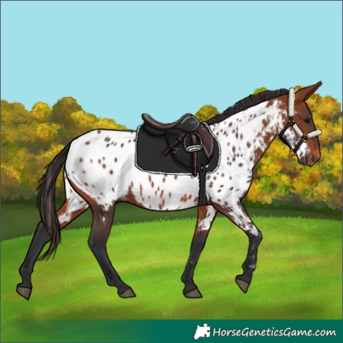 Horse Color:Bay Appaloosa 