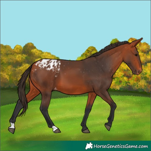 Horse Color:Bay Appaloosa 