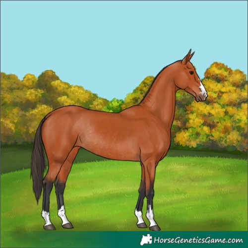 Horse Color:Bay Rabicano