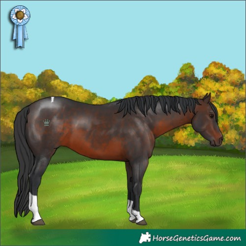 Horse Color:Brown Tobiano
