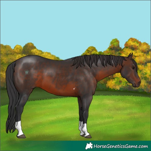 Horse Color:Brown Tobiano