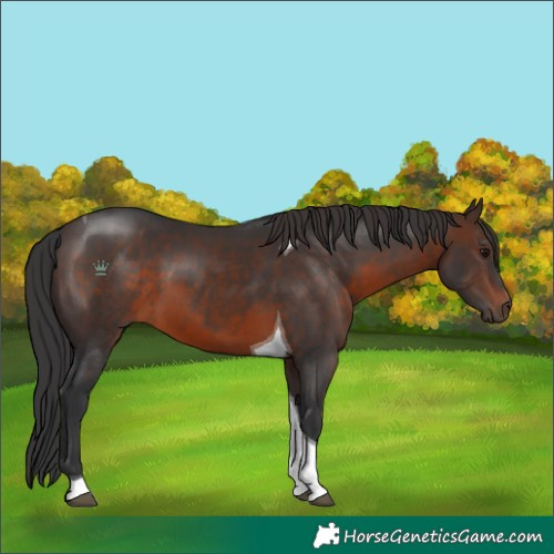 Horse Color:Brown Tobiano 