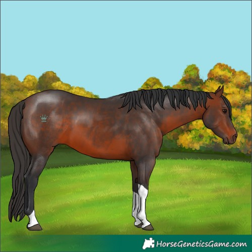 Horse Color:Brown Tobiano