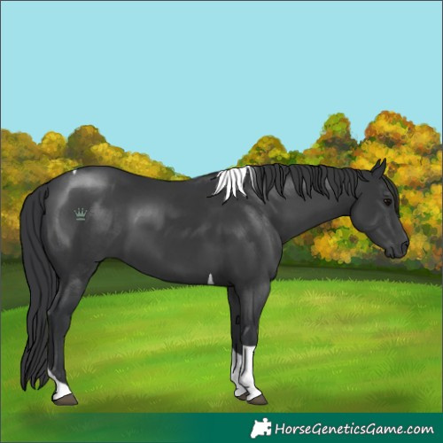 Horse Color:Black Tobiano 