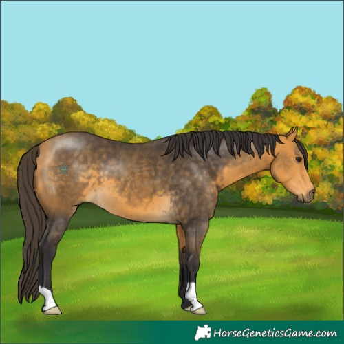 Horse Color:Buckskin