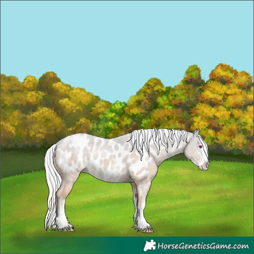 Horse Color:White Spotted Silver Classic Champagne Chinchilla Dun Splash Blanket Rabicano