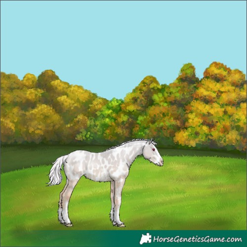 Horse Color:White Spotted Silver Classic Champagne Chinchilla Dun Splash Appaloosa Rabicano 