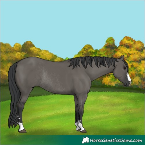 Horse Color:Grullo Rabicano 