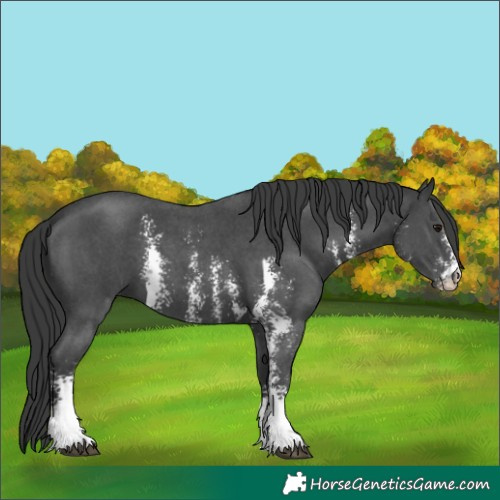Horse Color:Black Sabino 