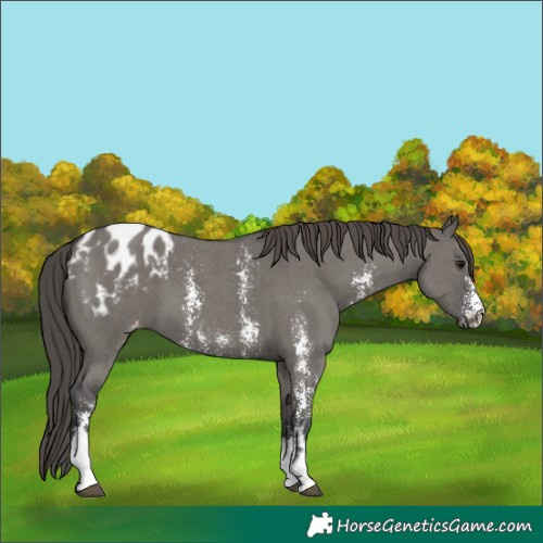 Horse Color:Grullo Sabino Blanket