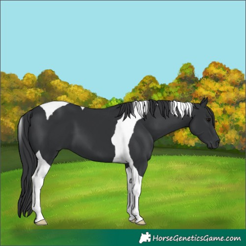 Horse Color:Black Tobiano