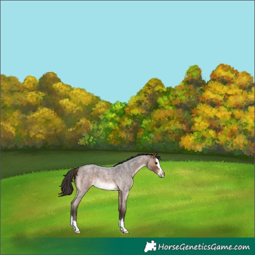 Horse Color:Brown Roan Splash Frame Rabicano