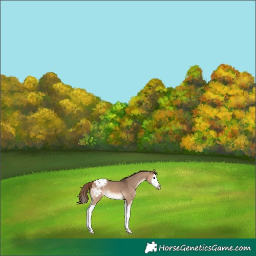 Horse Color:Bay Dun Splash Appaloosa 