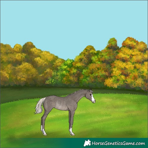 Horse Color:Silver Black Rabicano