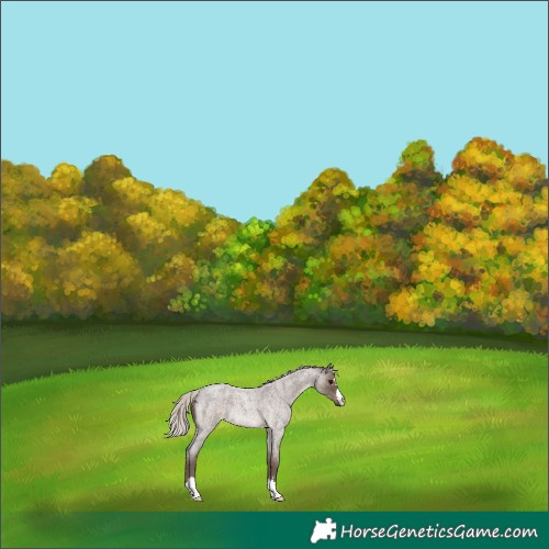 Horse Color:Silver Blue Roan 