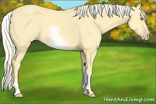 Horse Color:White Spotted Gold Cream Champagne Dun