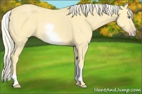 Horse Color:White Spotted Gold Cream Champagne Dun 