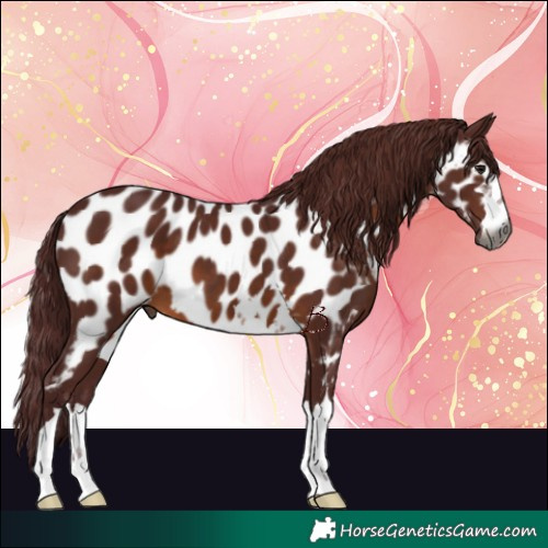 Horse Color:Gray Chocolate Brown Near Leopard