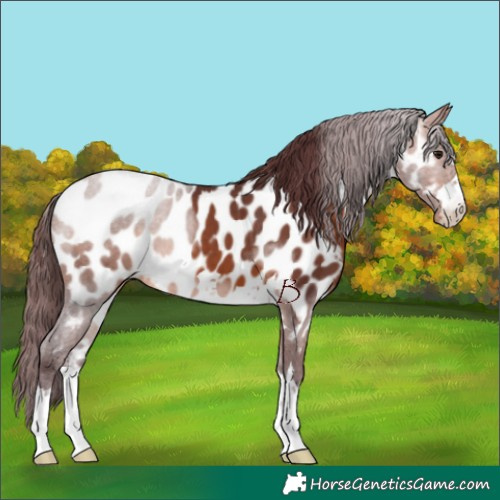 Horse Color:Chocolate Brown Near Leopard