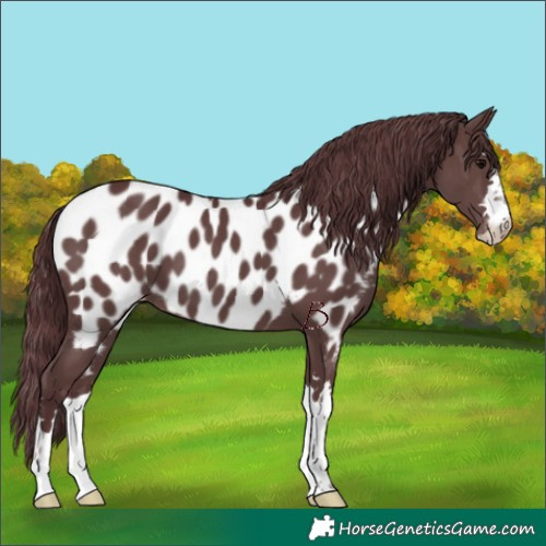 Horse Color:Chocolate Black Near Leopard
