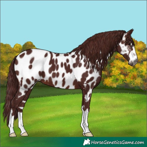 Horse Color:Gray Chocolate Brown Near Leopard