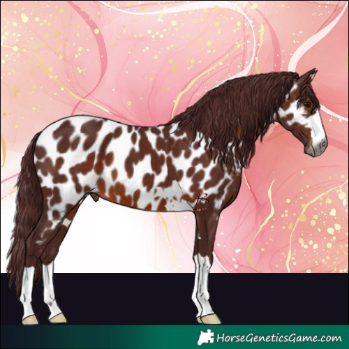 Horse Color:Gray Chocolate Brown Near Leopard 