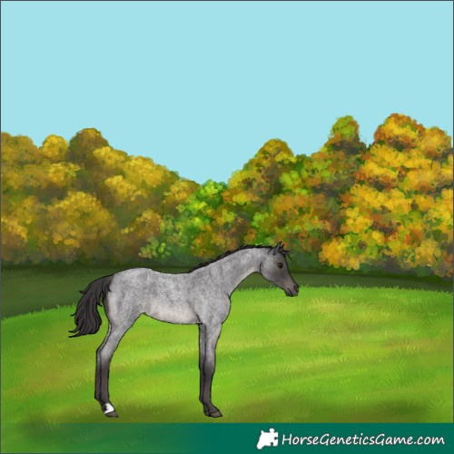 Horse Color:Smoky Blue Roan