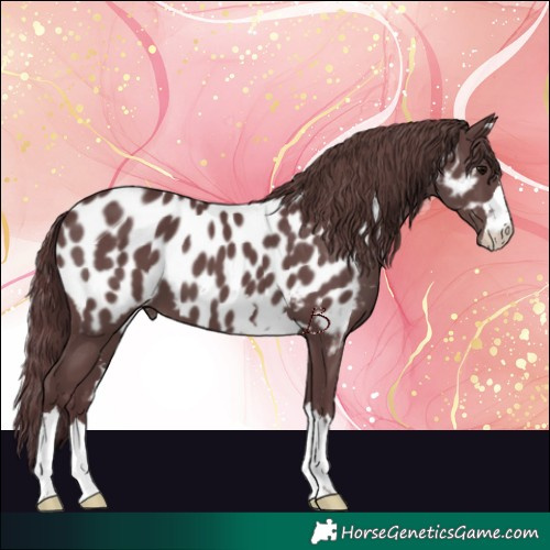 Horse Color:Chocolate Black Near Leopard