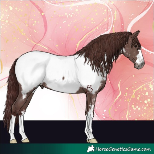 Horse Color:Gray Chocolate Black Near Fewspot