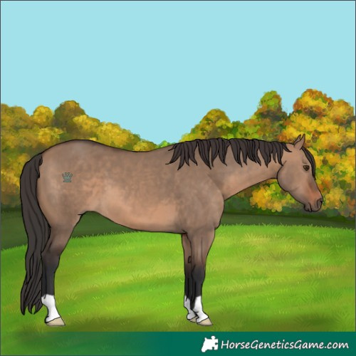Horse Color:Brown Dun 