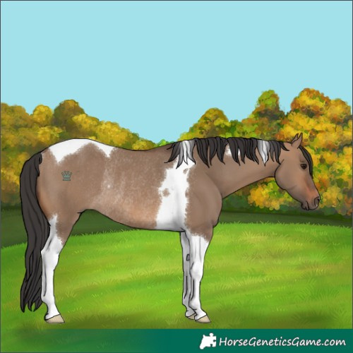 Horse Color:Brown Dun Tobiano Rabicano 