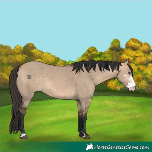 Horse Color:Bay Dun Sabino