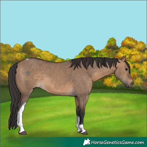 Horse Color:Brown Dun Tobiano 