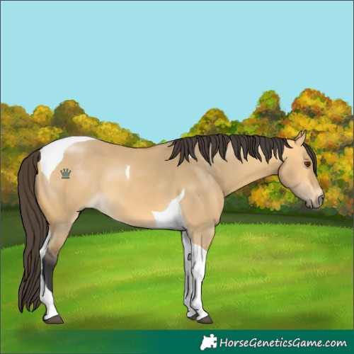 Horse Color:Buckskin Dun Tobiano