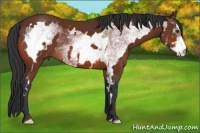 Horse Color:White Spotted Bay Frame