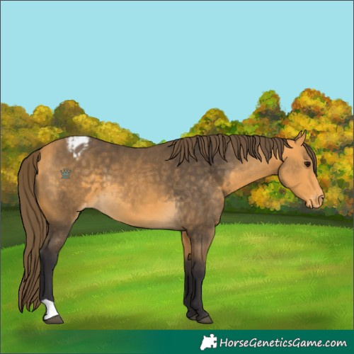 Horse Color:Buckskin Varnish 