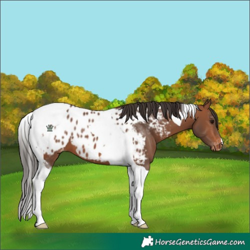 Horse Color:Bay Tobiano Near Leopard