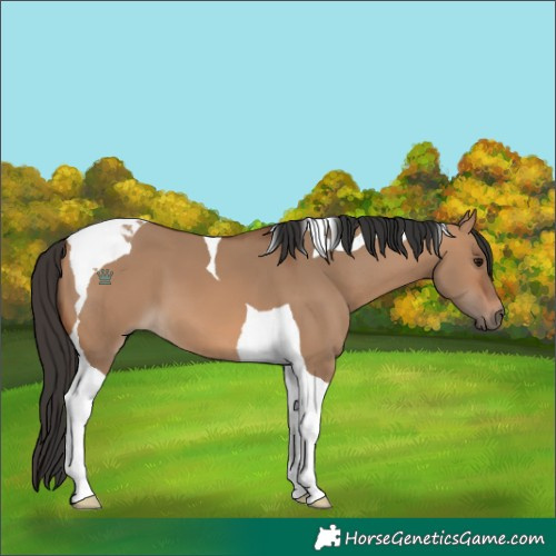 Horse Color:Bay Dun Tobiano