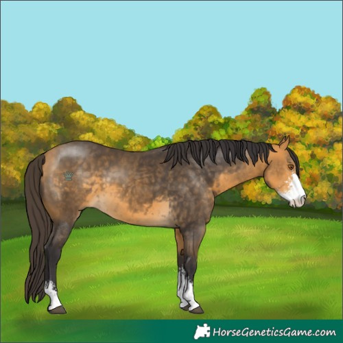 Horse Color:Buckskin Sabino