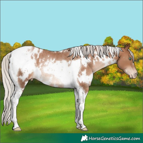 Horse Color:White Spotted Silver Brown Pearl Tobiano Blanket Rabicano