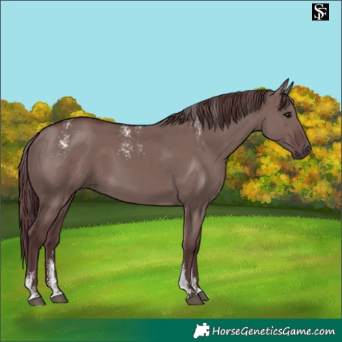 Horse Color:Powder White Chocolate Grullo
