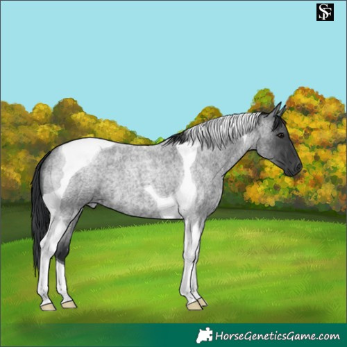 Horse Color:Blue Roan Tobiano