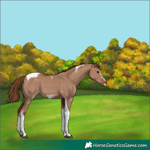 Horse Color:Red Dun Tobiano Frame 