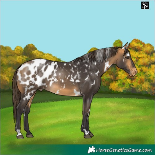 Horse Color:White Spotted Buckskin Blanket 