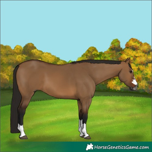 Horse Color:Gray Bay Dun