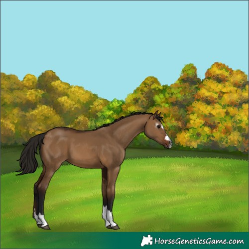Horse Color:Gray Bay Dun 