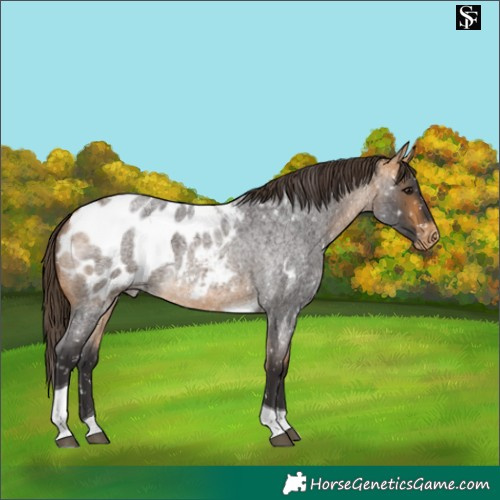 Horse Color:Buckskin Roan Tobiano Blanket 