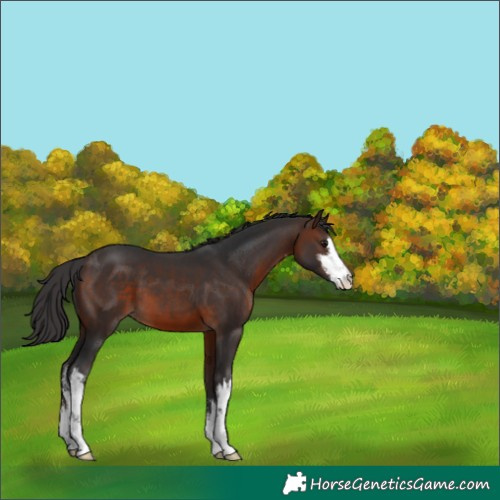 Horse Color:White Spotted Brown